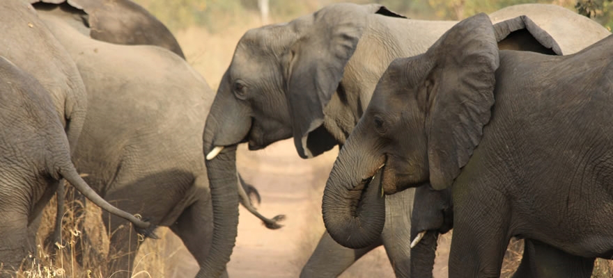 Elephants in the Yankari Game Reserve, Bauchi State