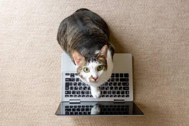 a cat on a laptop