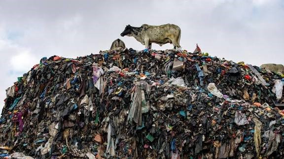 a cow on a pile of waste